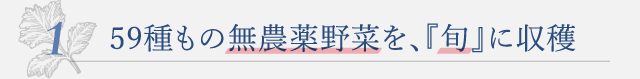 59種もの無農薬野菜を、『旬』に収穫